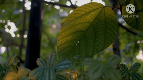 How sweet the sun rays caressing the tree leaves