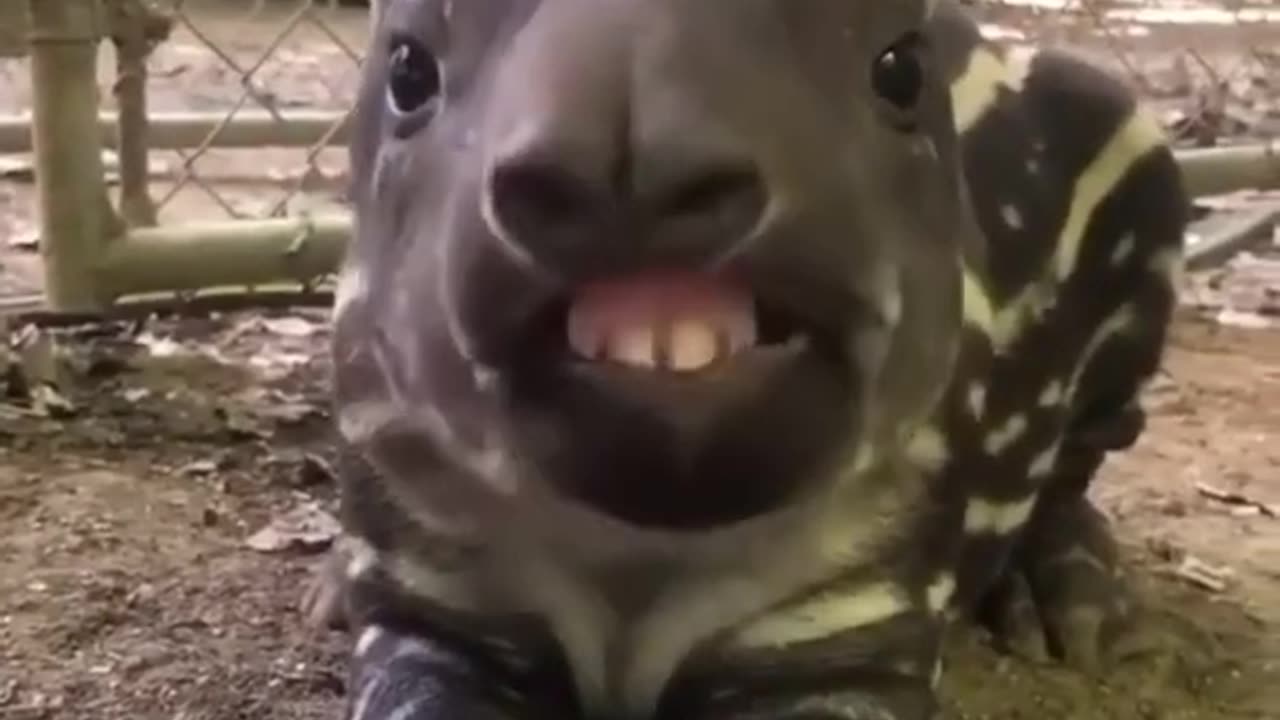 Strange baby tapir chewing on something #shorts #viral #shortsvideo #video