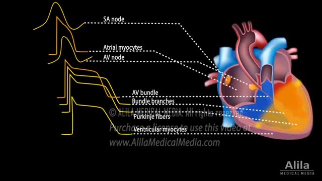 Correlation between Cardiac Action Potential and ECG, Animation
