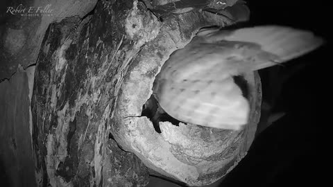 Tawny Owl Luna's Tragic Loss Has a Happy Ending🦉