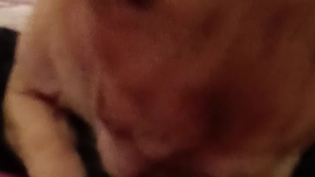 Pup nibble nibble