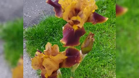 Brown and yellow bearded irises