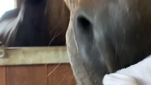 Cleening Supi’s face