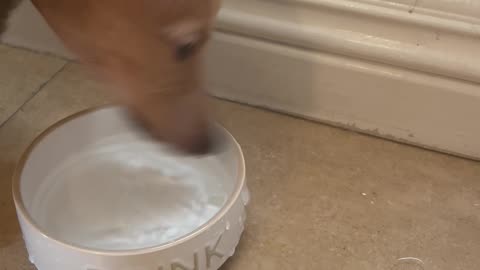 A Very Interesting Way To Drink Water