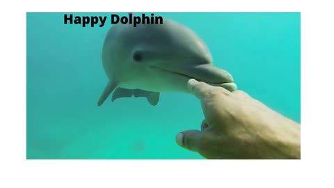 HAPPY DOLPHIN