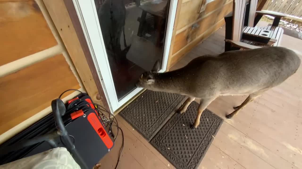 NW NC 🦌 Buck 🦌 Whiskers is approximately one year old. He will routinely visit throughout his life
