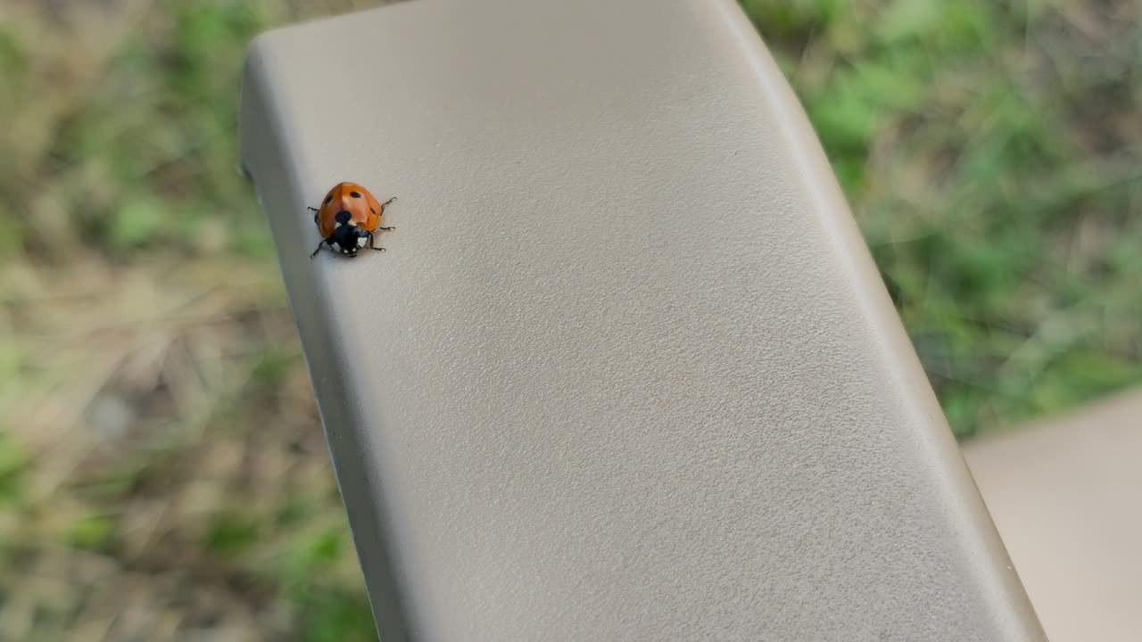 Lady Bug footage