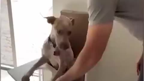 Funny animals Vira video