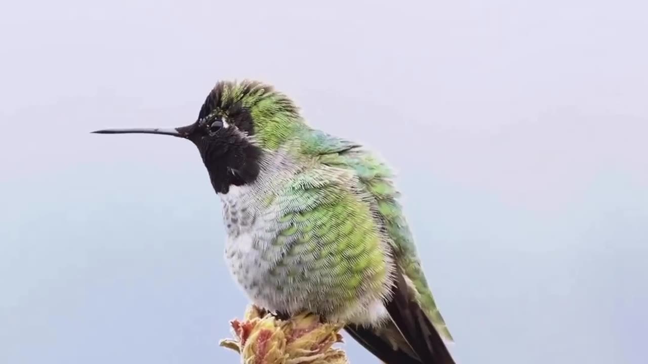 Beautiful color changing bird 🦜