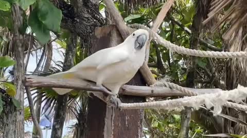 One of the coolest birds ive seen in mexico