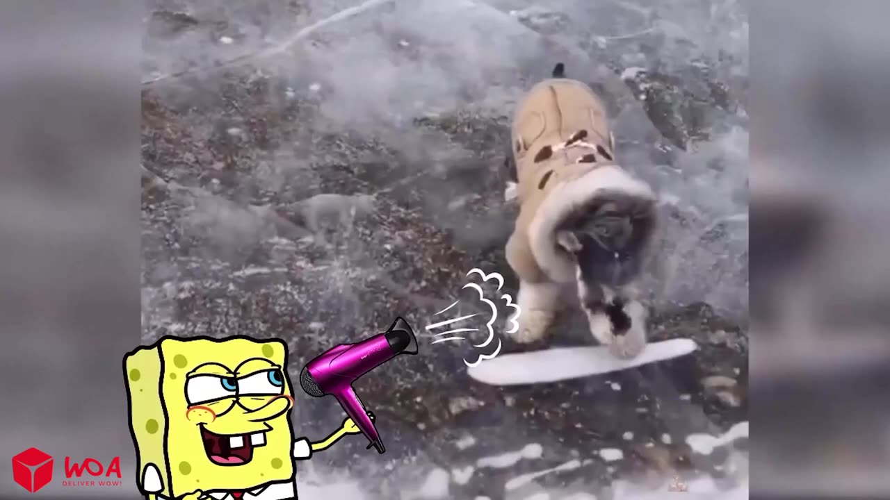 Funny animals videos 😹🦮🐈‍⬛ Cute Dogs and dogs 😹🤣😄