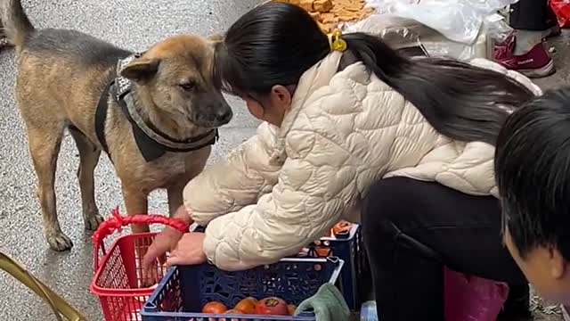 Smart dog shopping in market