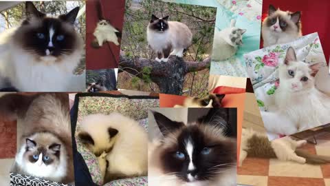 Things You Didn't Know About Ragdolls! - Simon's Cat BREEDS