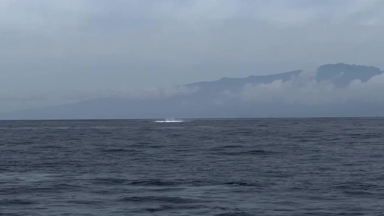 Humpback Whale breeches off the coast of Maui