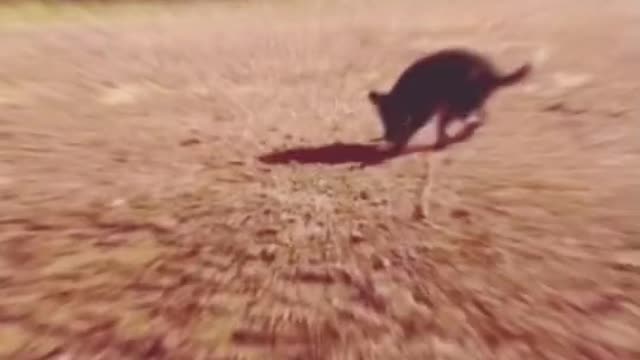 the use of animals