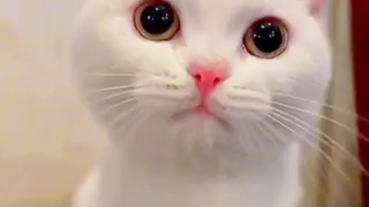 Cute cat 🐈 trending video