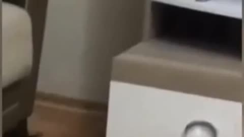 Funny Cat