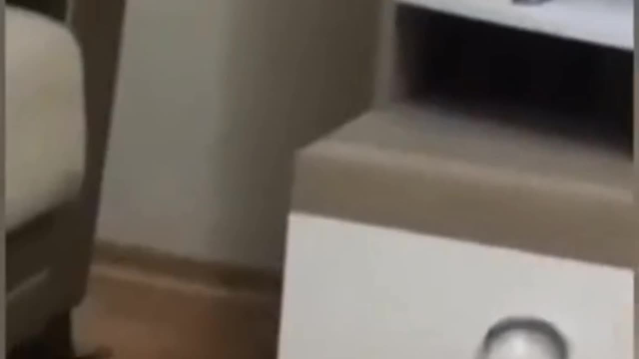 Funny Cat