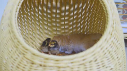 Kitten Pudding is Trying To Say "Stay Away From My Chicks" With a Cute Sleepy Face