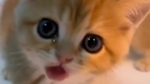 Funny Cat video Compilation