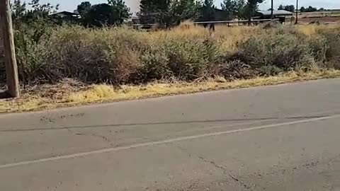 Very Large Dust Devil Picks up Tumbleweeds