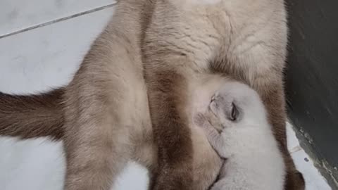 Tired Cat Nursing a Kitten