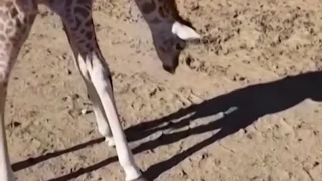 Baby giraffe plays with her own shadow