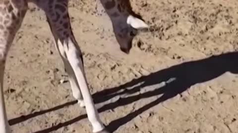 Baby giraffe plays with her own shadow