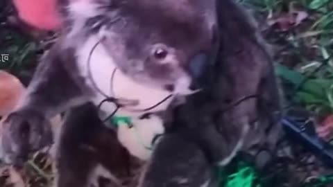 LITTLE KOALA RISKS EVERYTHING TO BEG HUMAN TO SAVE HIS MOM