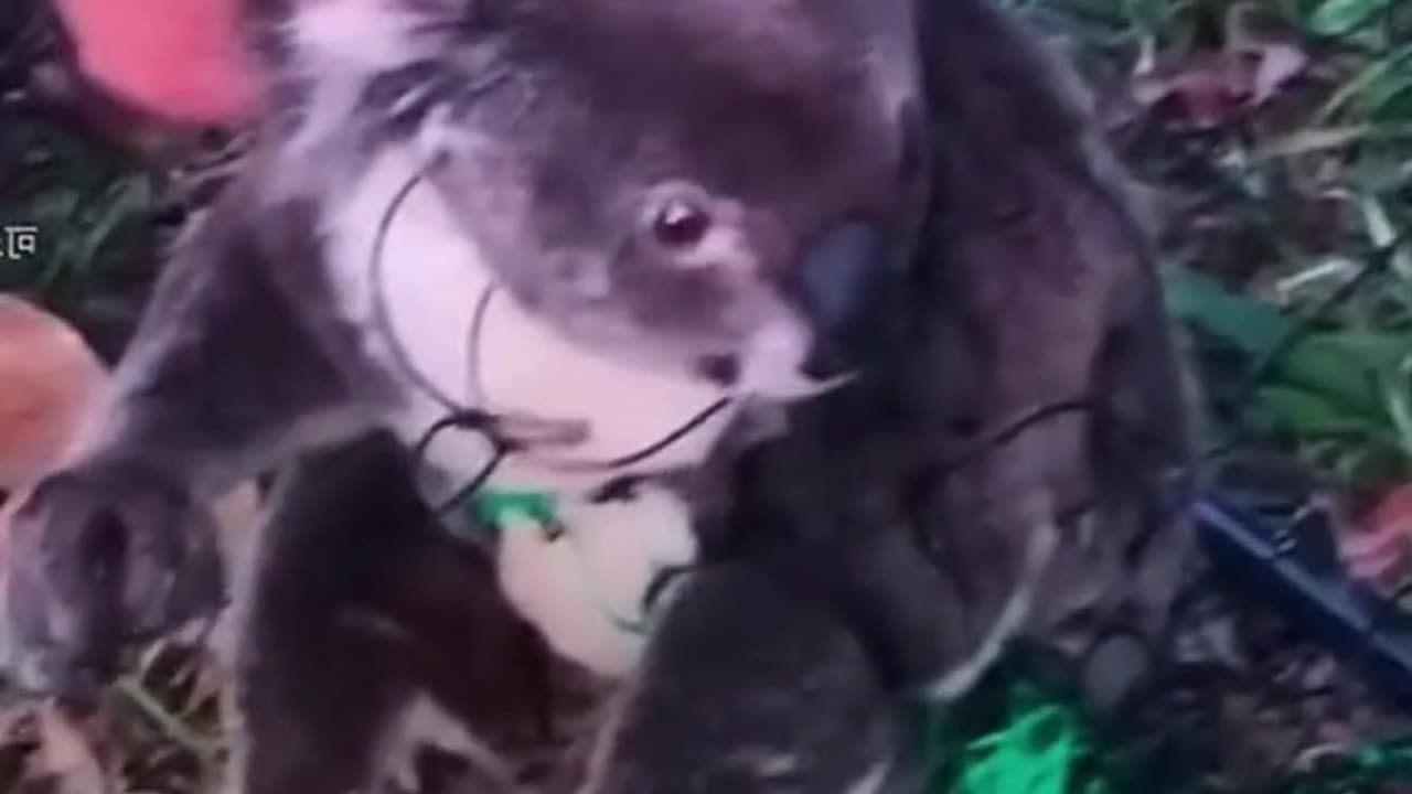 LITTLE KOALA RISKS EVERYTHING TO BEG HUMAN TO SAVE HIS MOM