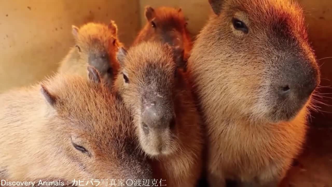 ok i pull up (capybara)