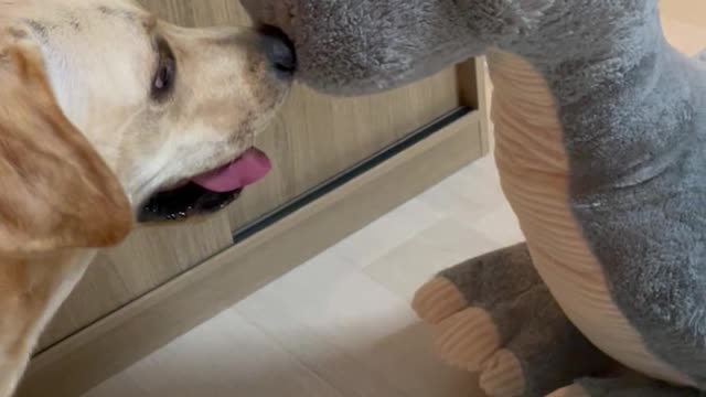 Labrador Puppy Surprised By Big Toy