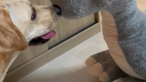 Labrador Puppy Surprised By Big Toy