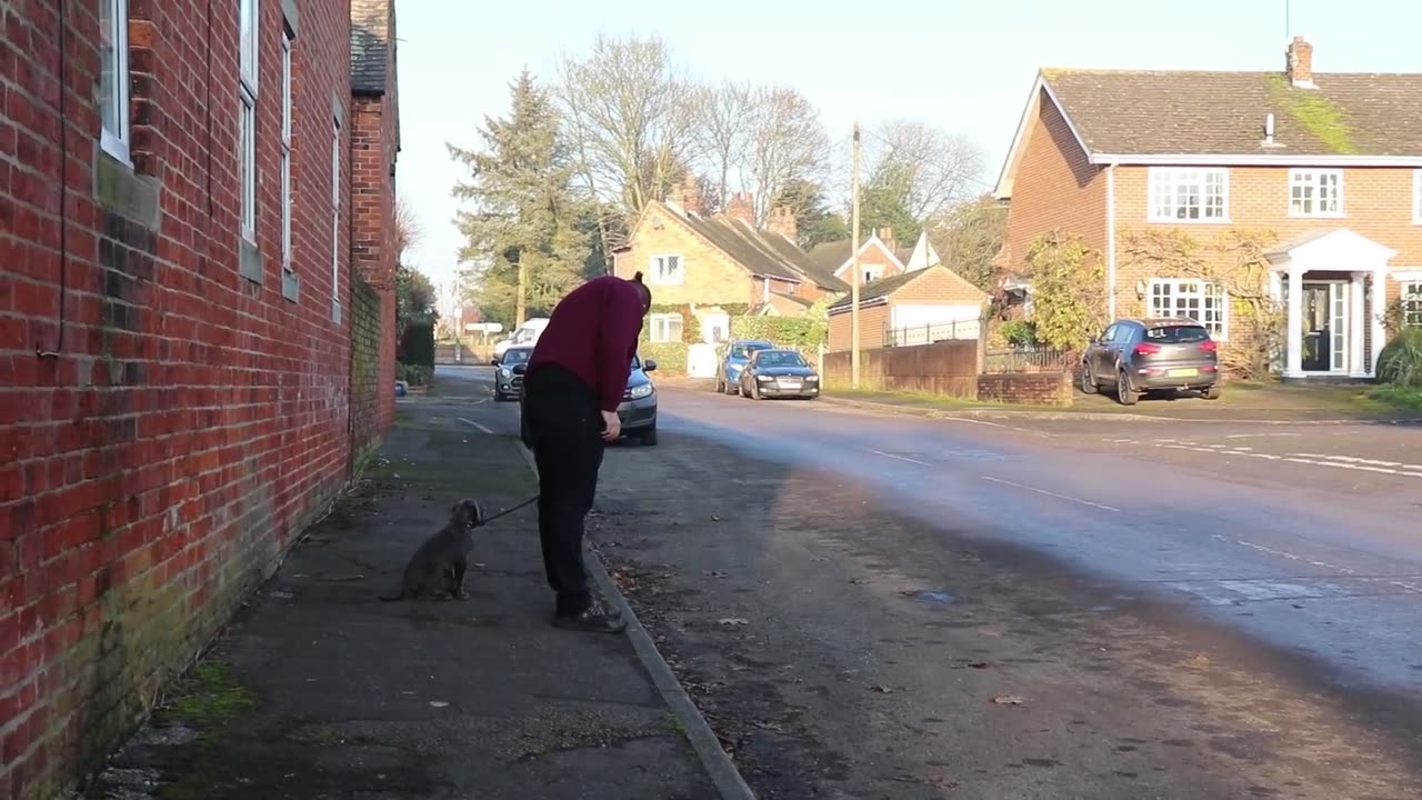 10 Week Old Cane Corso Puppy ALREADY Heel Trained!