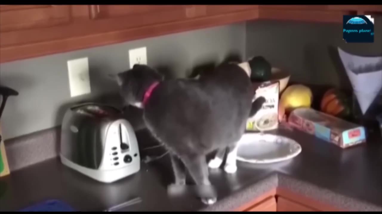 FUNNY ANIMAL VIDEOS YOU WISH WATCHED SOONER