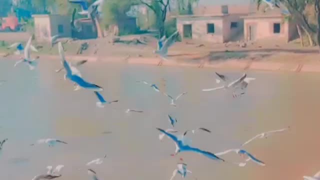 Fish flying fight figts