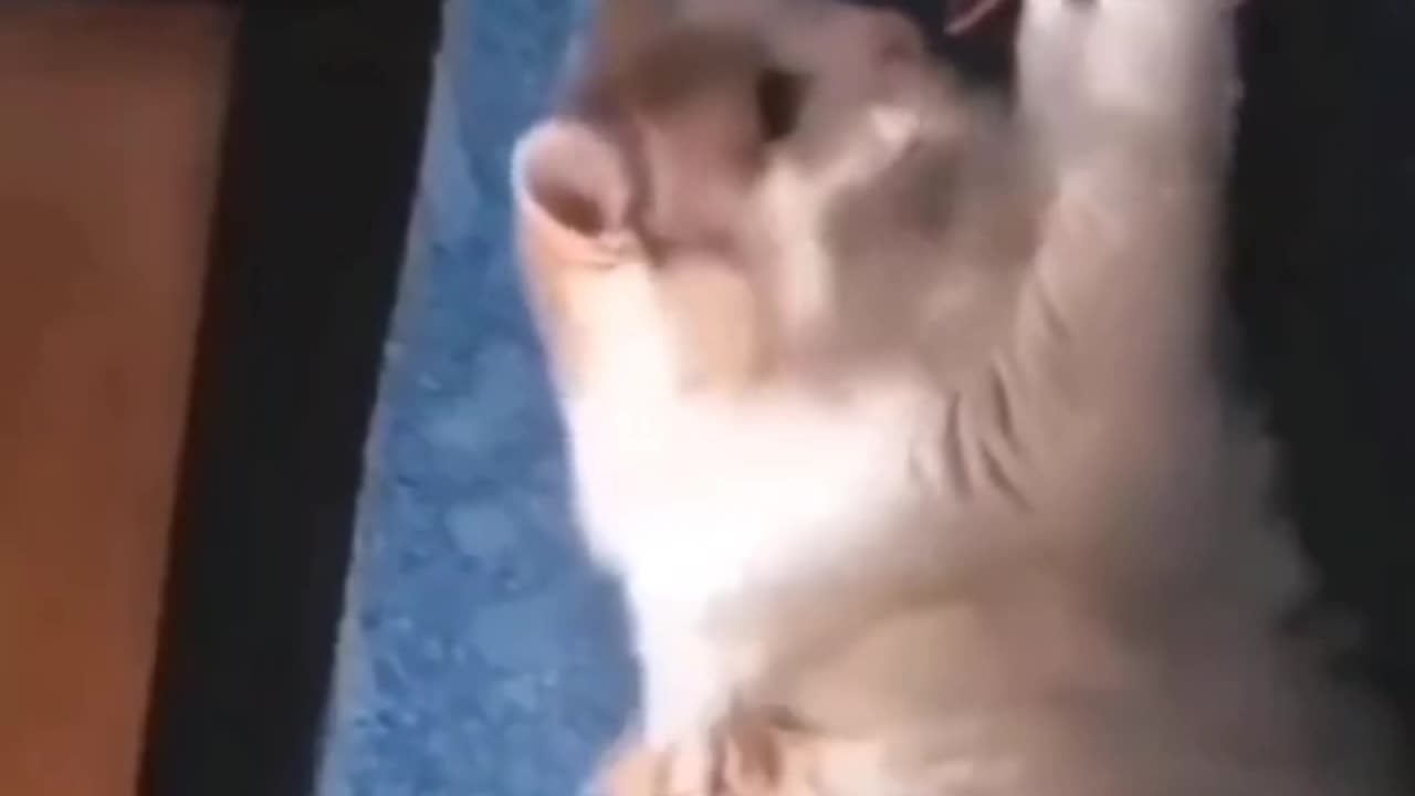 smart animals