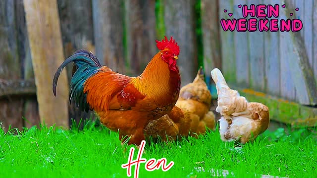 Hen