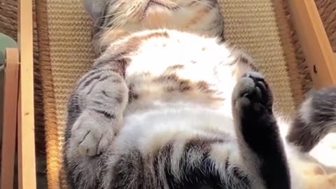 "Zen Master Cat: The Art of Ultimate Relaxation"