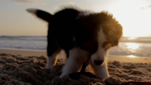 PETS PLAYING AT BEACH ENJOYING RELAXING