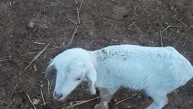 Cute little lamb 🐑