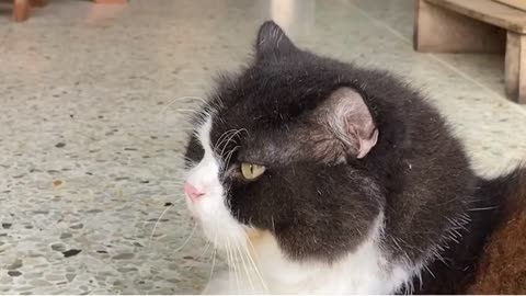 Beautiful Cat 😸 fun ...