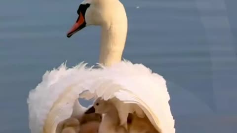 Mother's Love: Duck Ferries Ducklings on Her Back
