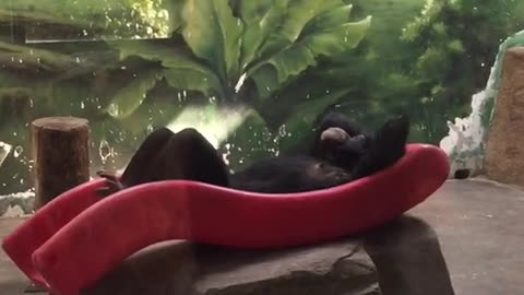 orangutans