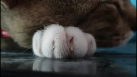 kitten snoring ASMR