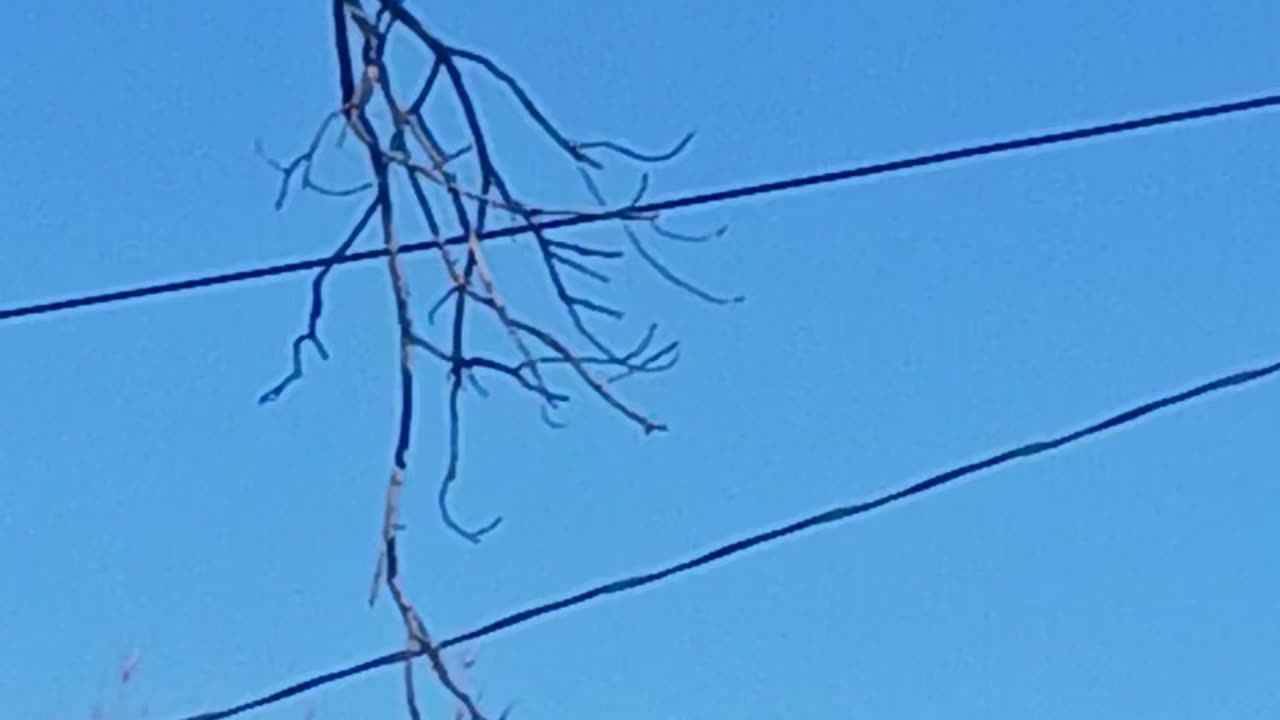 Parrots in tree