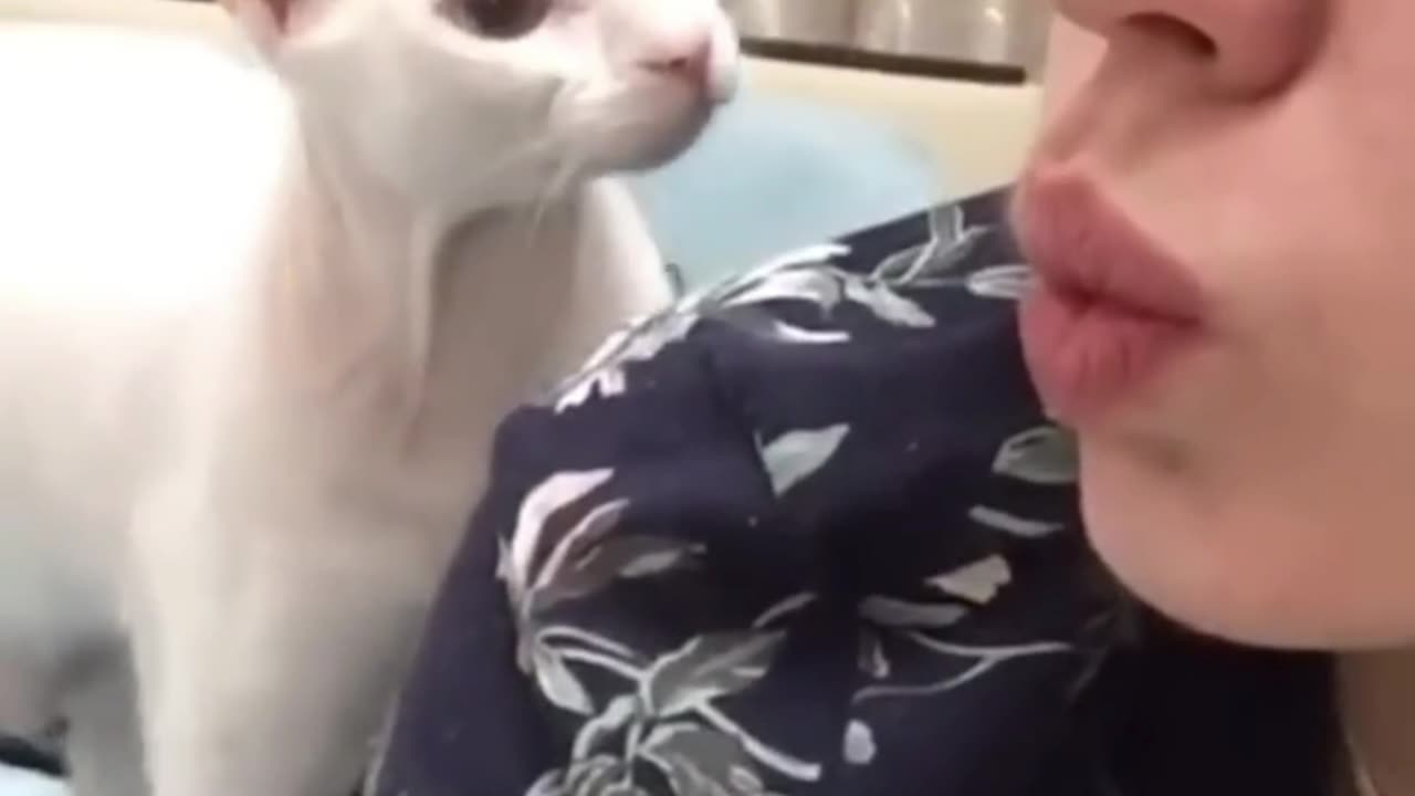 Big Cat Reacts Angry and Attack Cameraman Whe Being Filmed - viral cat