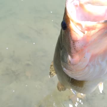 FINALLY CAUGHT A GIANT LARGEMOUTH BASS SHEEEESH !!!!