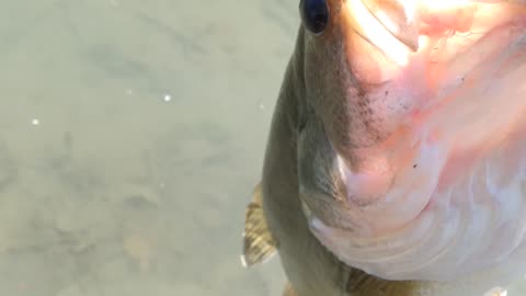 FINALLY CAUGHT A GIANT LARGEMOUTH BASS SHEEEESH !!!!