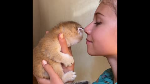 Kid Kissing and Holding the Kitten sweet kitten